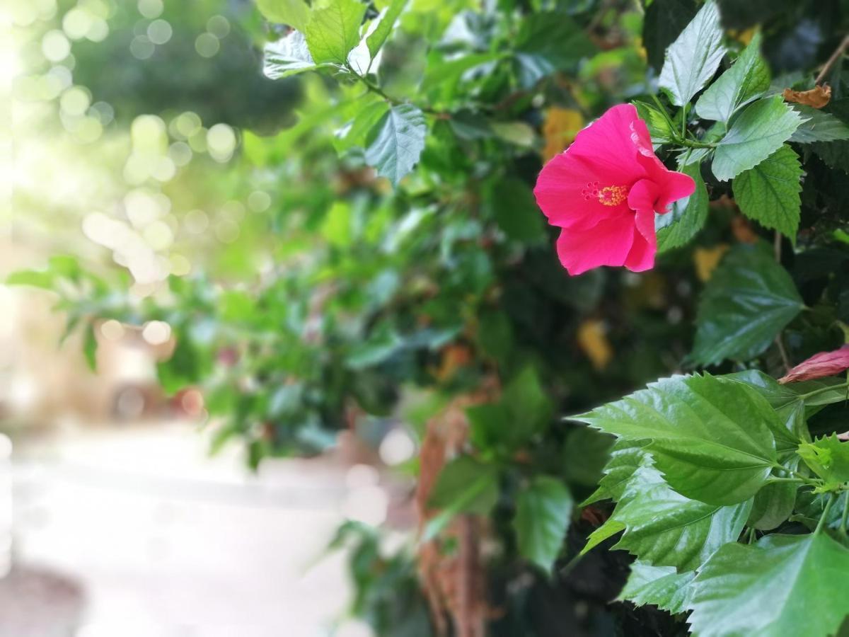 Bella Palermo Bed & Breakfast ภายนอก รูปภาพ